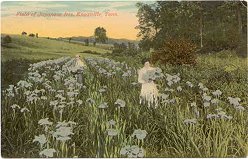 Field of Irises