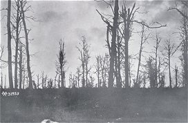 Belleau Woods